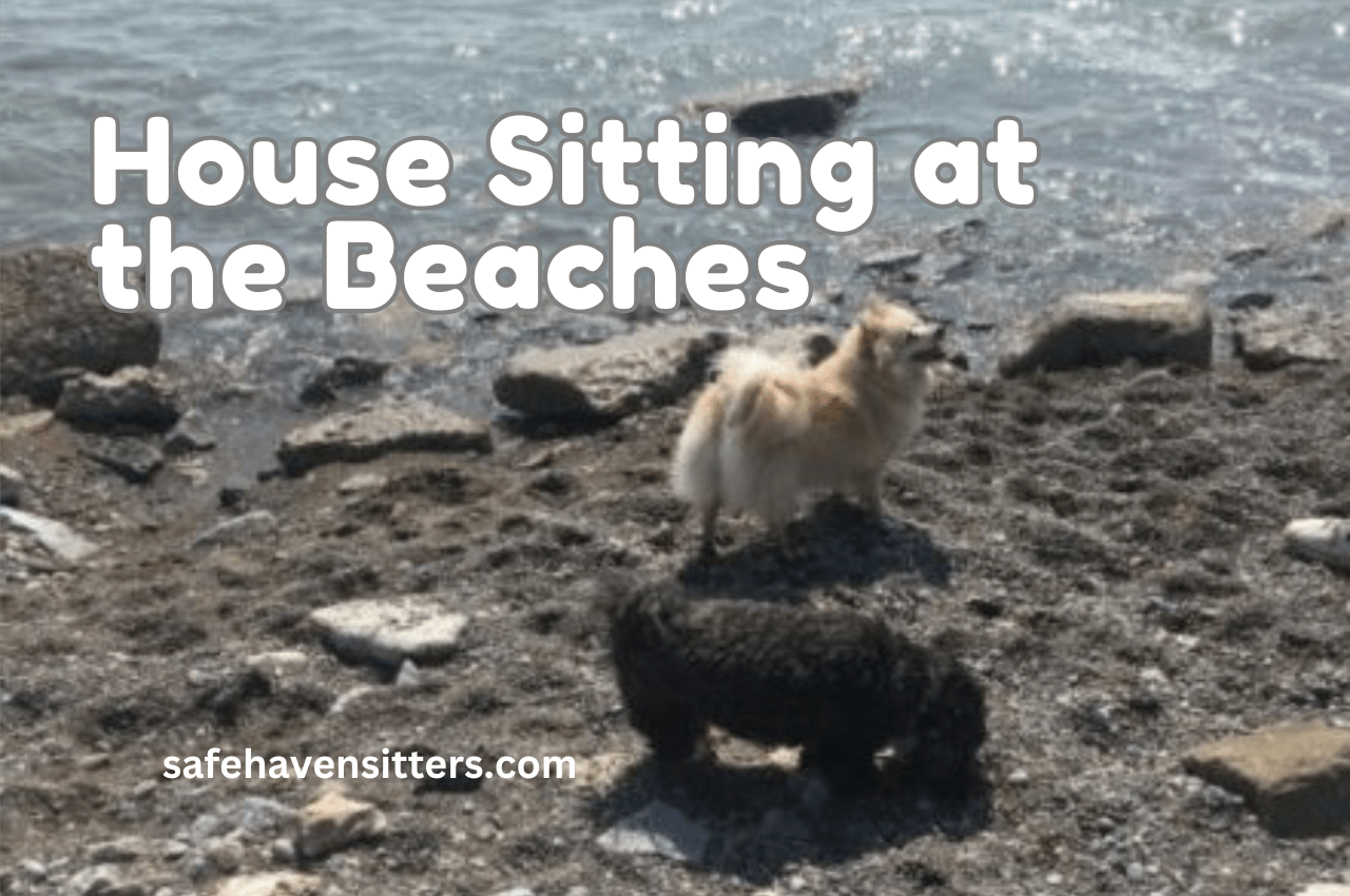 Why We Found House Sitting at the Toronto Beaches Excellent