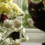 Cat, house sitting, Collingwood, flowers