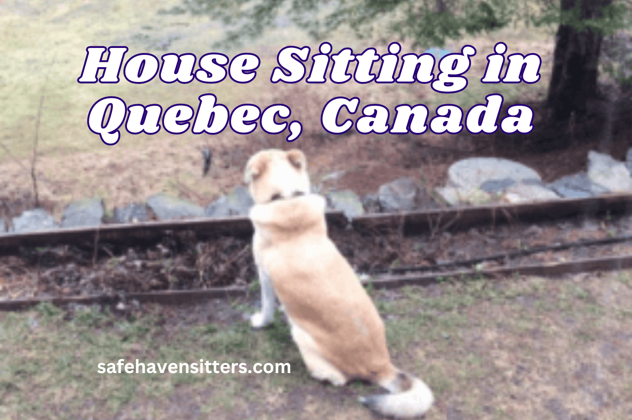 This is Why Pet Sitting in Quebec Was Amazing