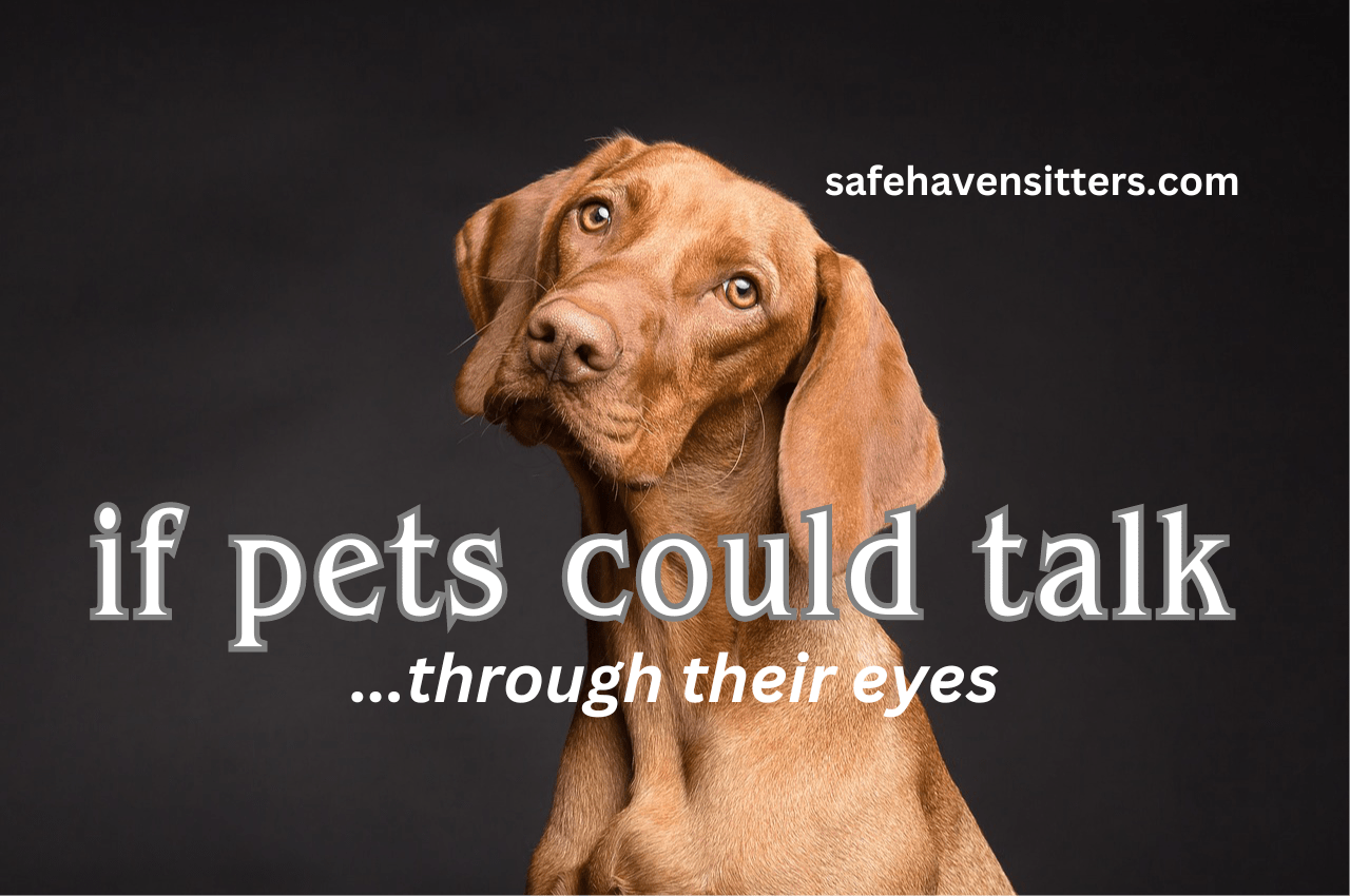 If Pets Could Talk - Through Their Eyes