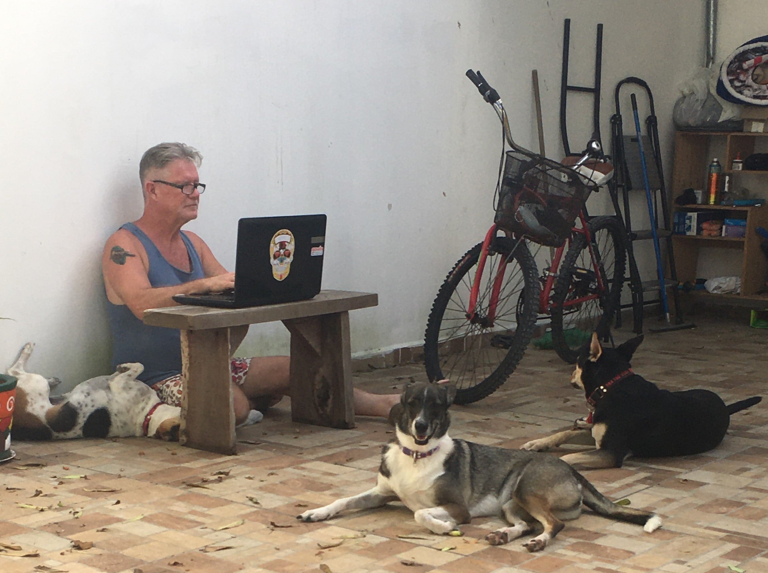 man, laptop, 3 dogs, bike