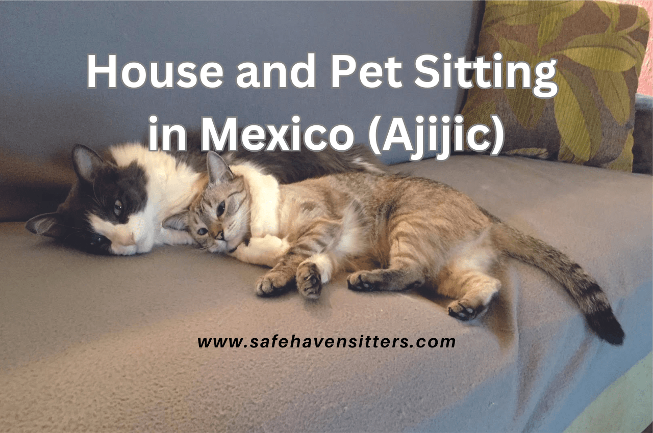 House and Pet Sitting in Mexico (Ajijic)