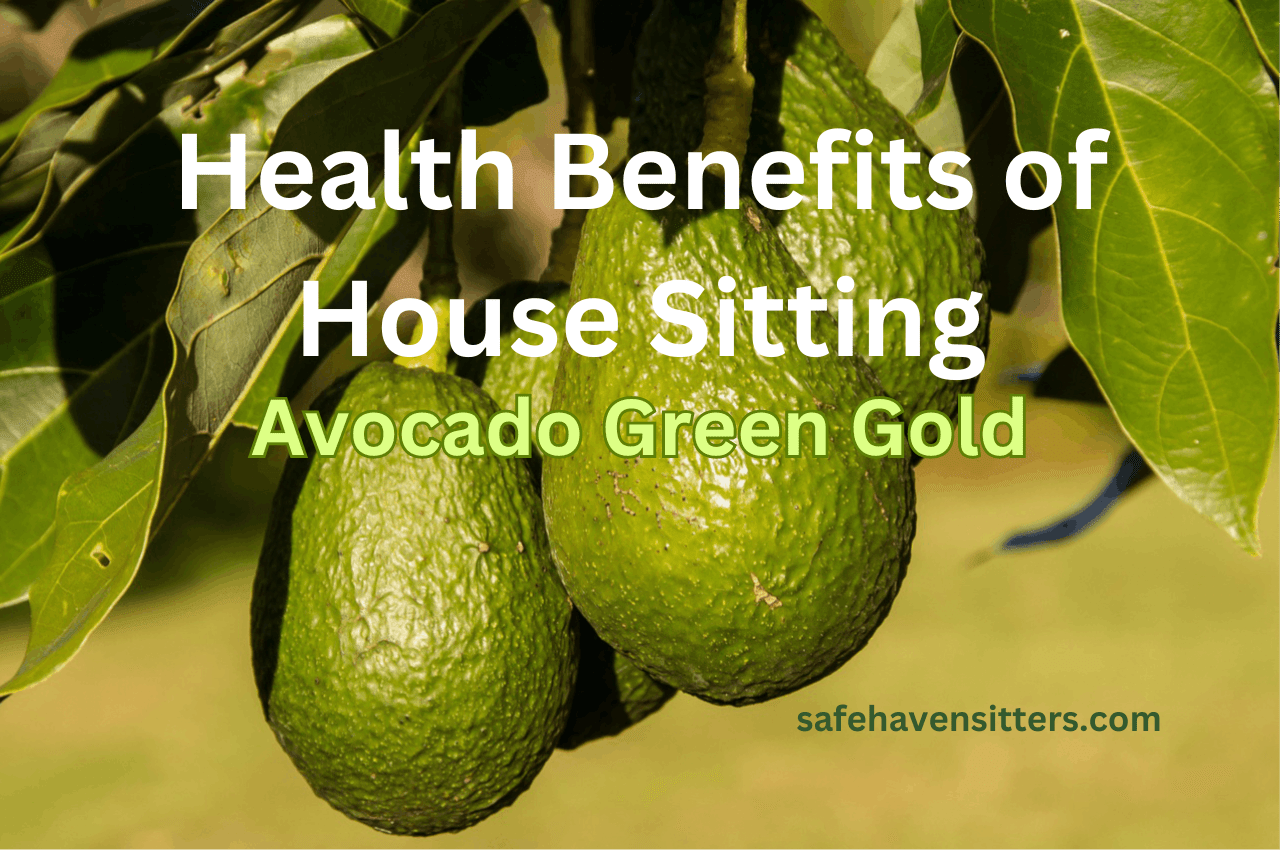 Health Benefits of House Sitting - Avocado Green Gold