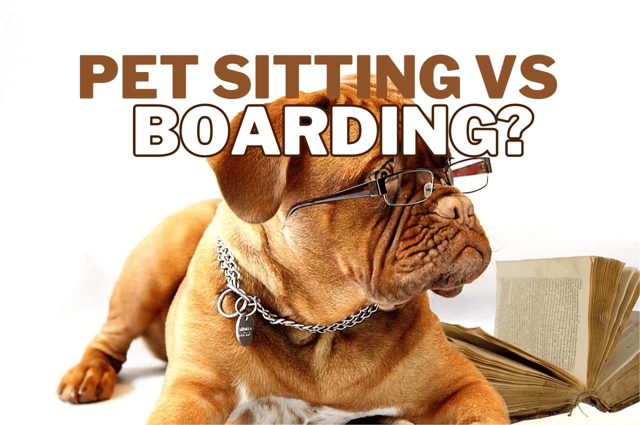 The Challenges of Pet Sitting vs Boarding: Best Advice