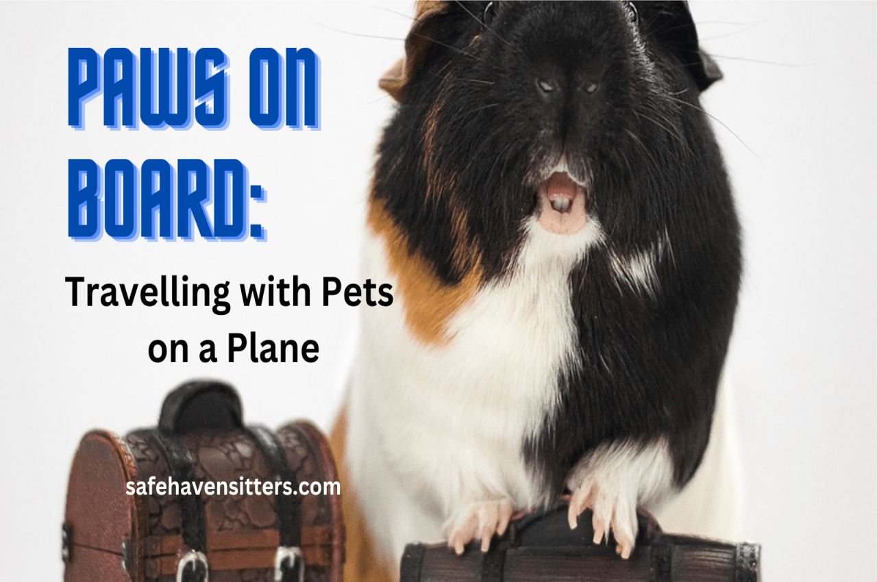 Travelling with Pets on Planes: Paws on Board