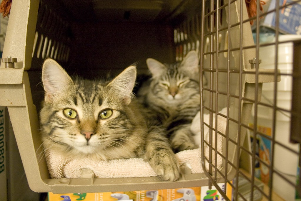 cat carrier, travelling with pets