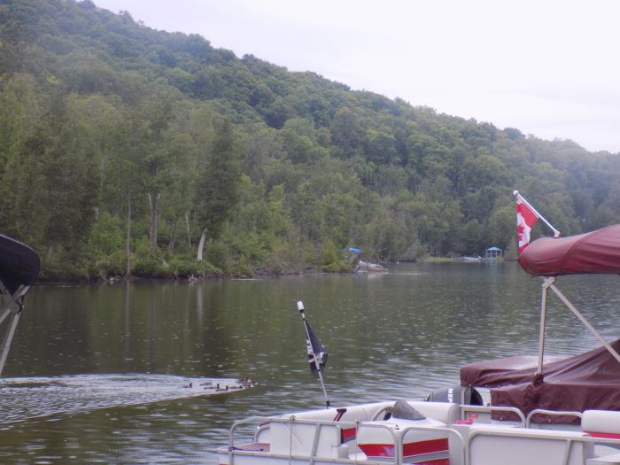 3 geese diving and swimming, house sits