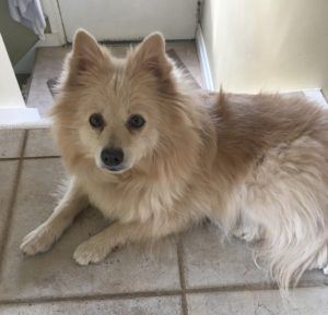 A blonde Spitz, Pippa, The Beaches, House Sitting