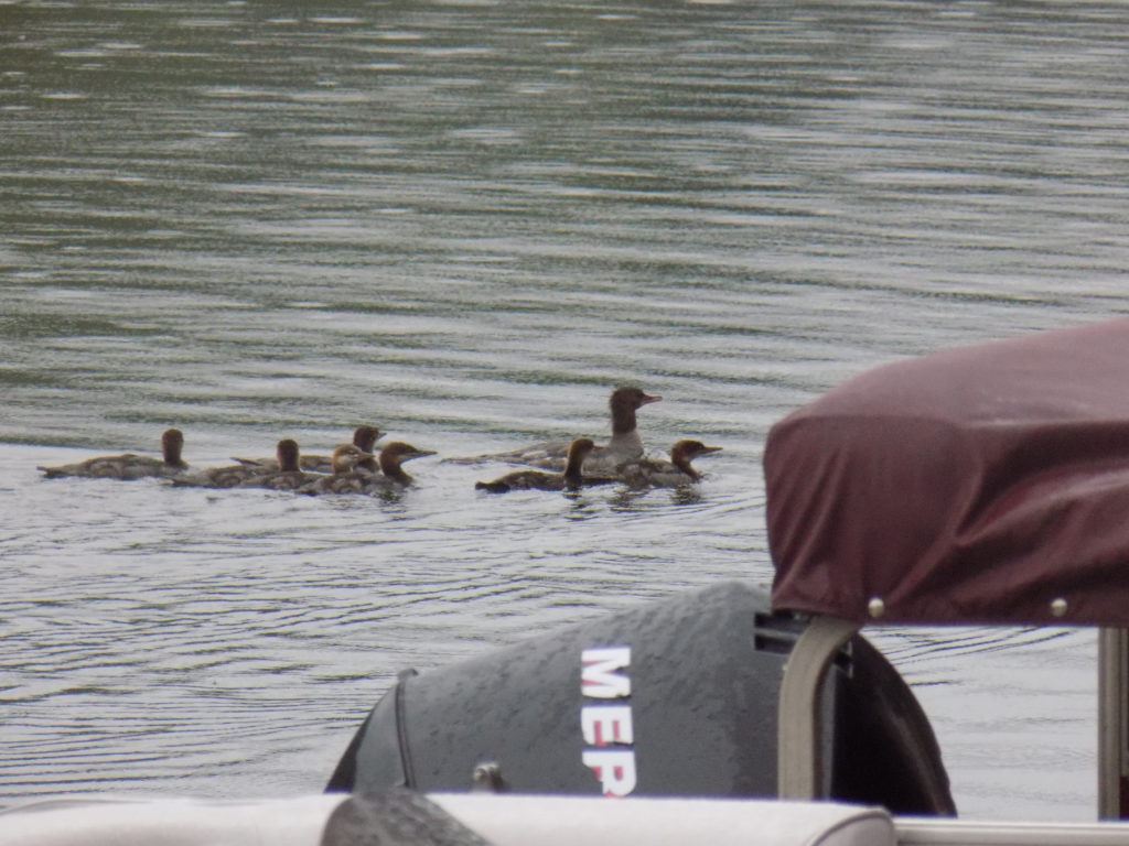 A family of ducks at Riverbank Cottages & Trailers