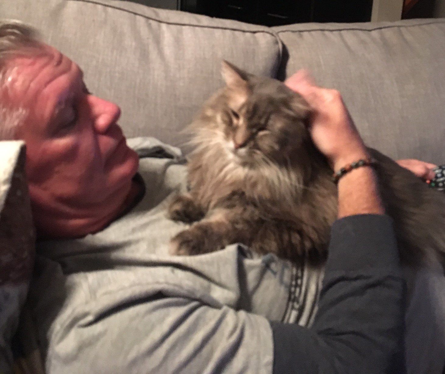 A man lying down with a cat on his chest, pet sitting