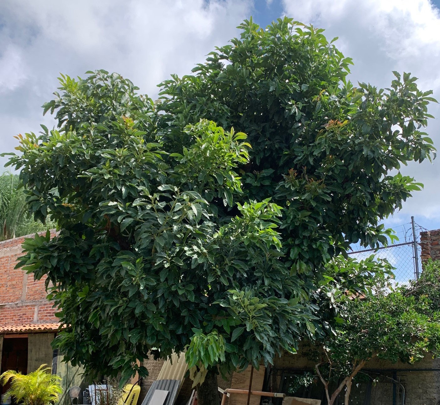 Avocado Tree, health benefits of house sitting