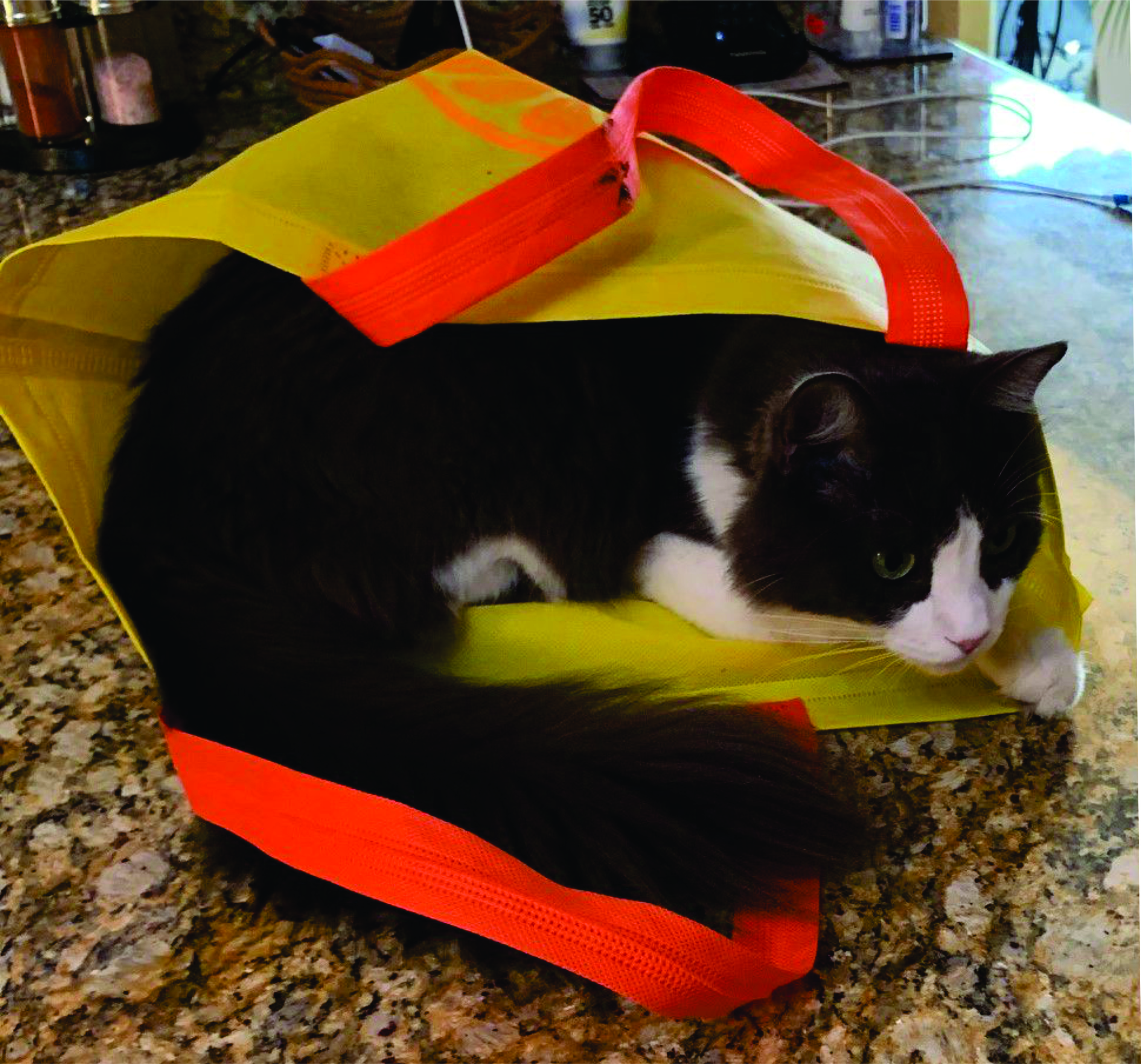 Cat, shopping bag, groceries, Pet Sitting in Mexico