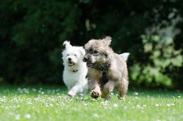 Dogs running away, go wrong house sitting