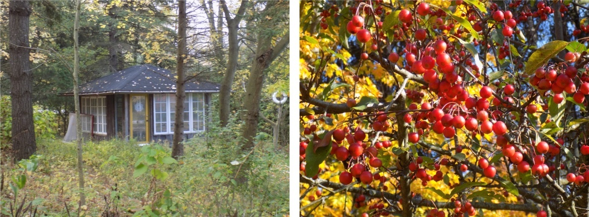 Guest House, autumn trees, berries, house sitting