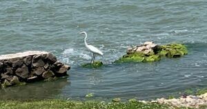 Heron, water, rocks, Pet Sitting in Mexico (Ajijic)