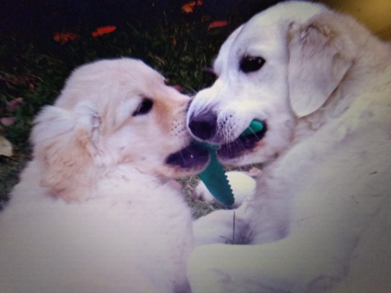 2 golden retrievers playing with a toy, house sitting