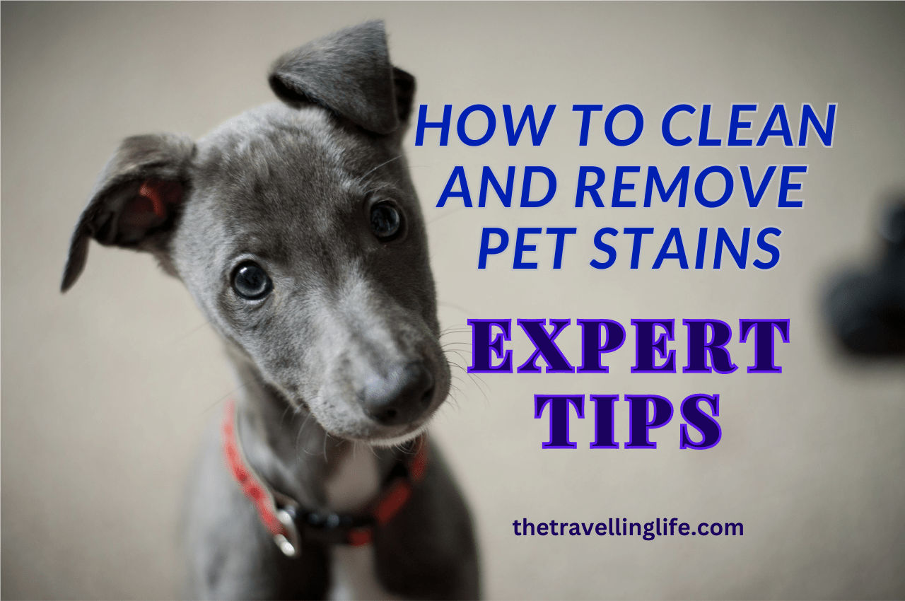 How To Clean and Remove Pet Stains