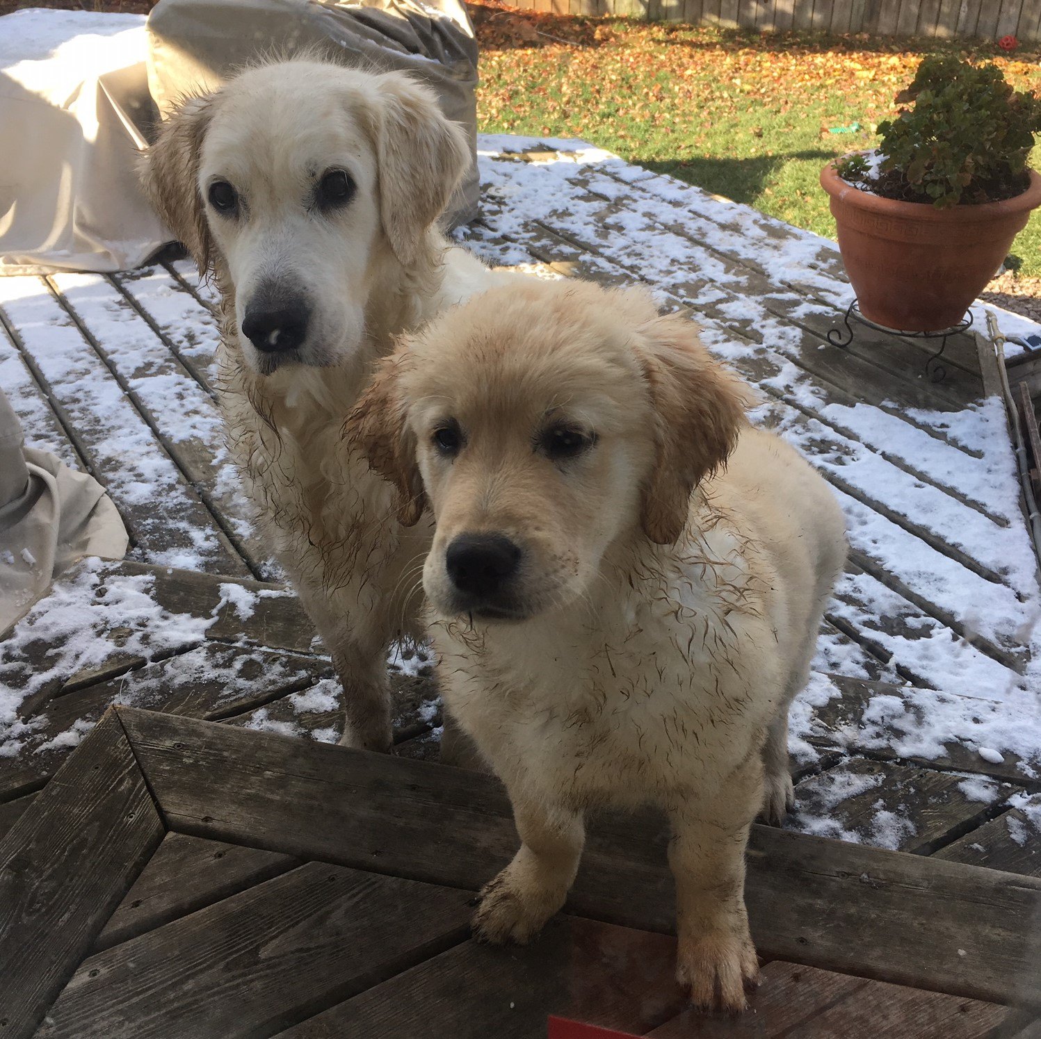 2 muuddy dogs, deck, house sitting