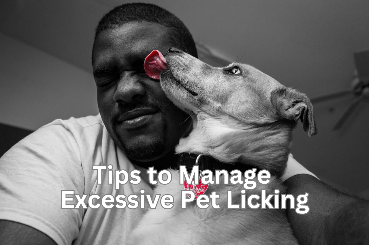 Tips to Manage Excessive Pet Licking