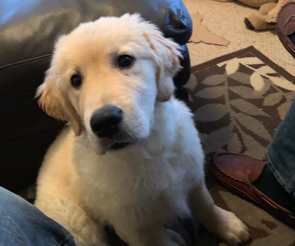 Golden Retriever puppy, house sitting