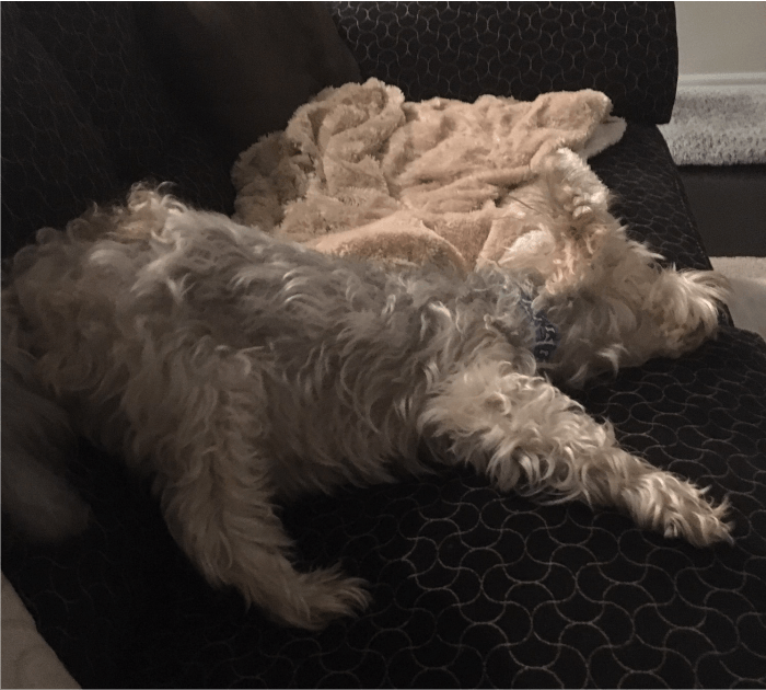 a dog sleeping on a sofa, house sitting in Mississaug