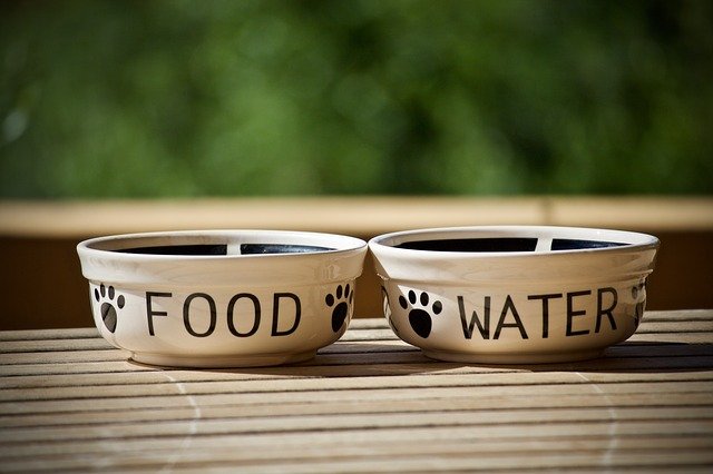 a water and food dish for dogs, house sitting