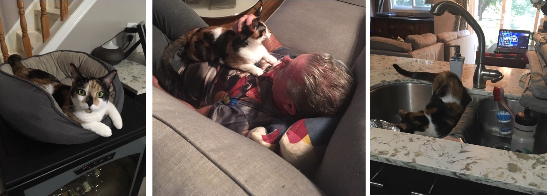 cat, man and cat, cat in sink