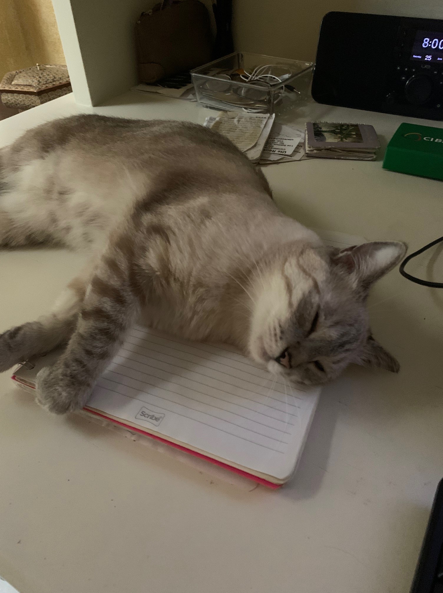 cat sleeping, desk, Pet Sitting in Mexico