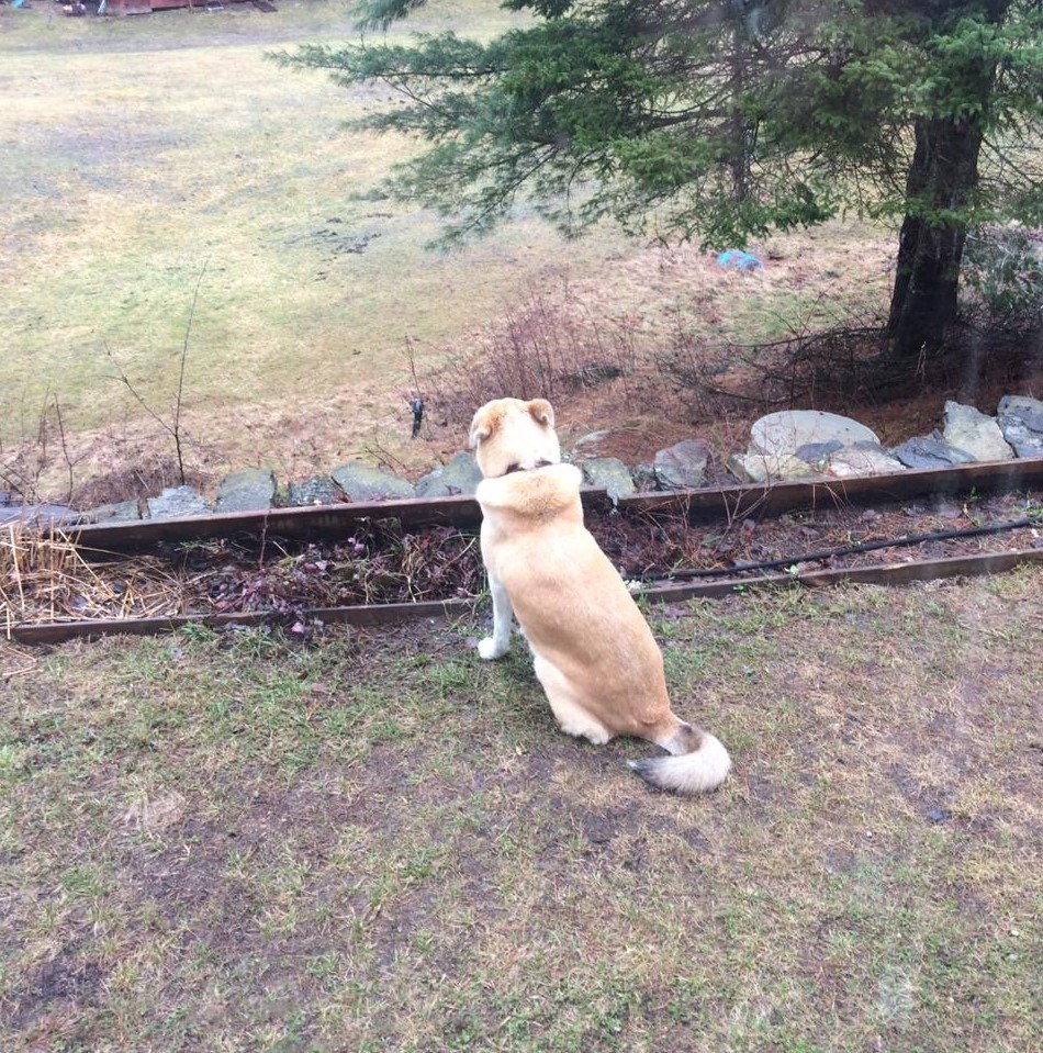 dog looking over hill, house sitting in Quesbec