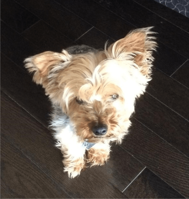 dog looking up, house sitting in Mississauga