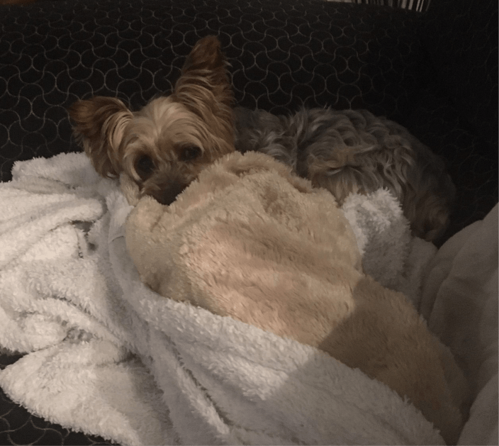 dog snuggled in a blanket, house sitting in Mississauga