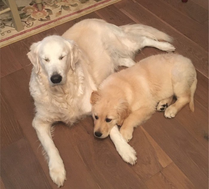 female and puppy, golden retrievers, house sitting