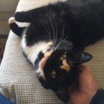 female cat, house sitting, Collingwood