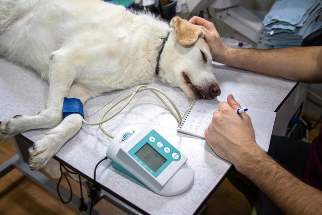 vet, travelling with pets, checkup