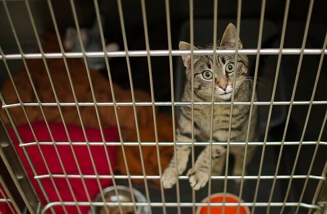 cat, cage, adopting a pet rescue