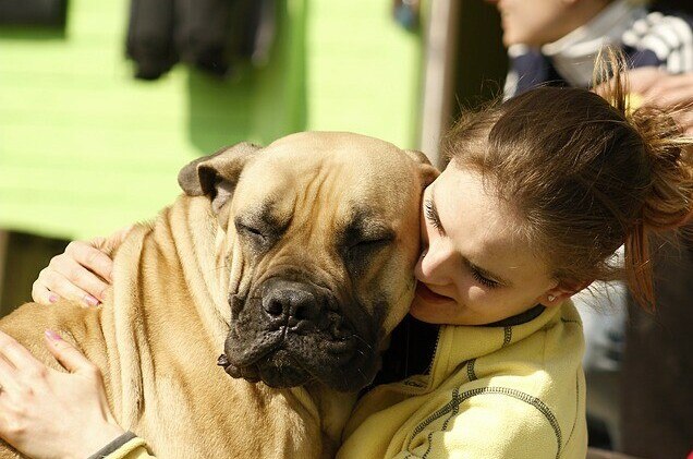 dog, happy, loved, adopting a pet rescue