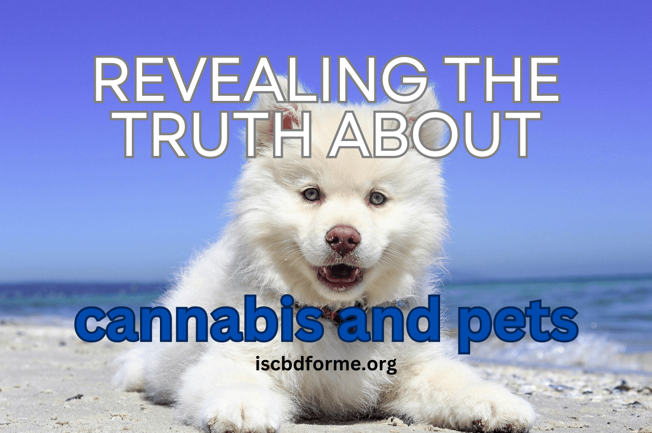 Revealing the Truth about Cannabis and Pets: Is it Harmful?