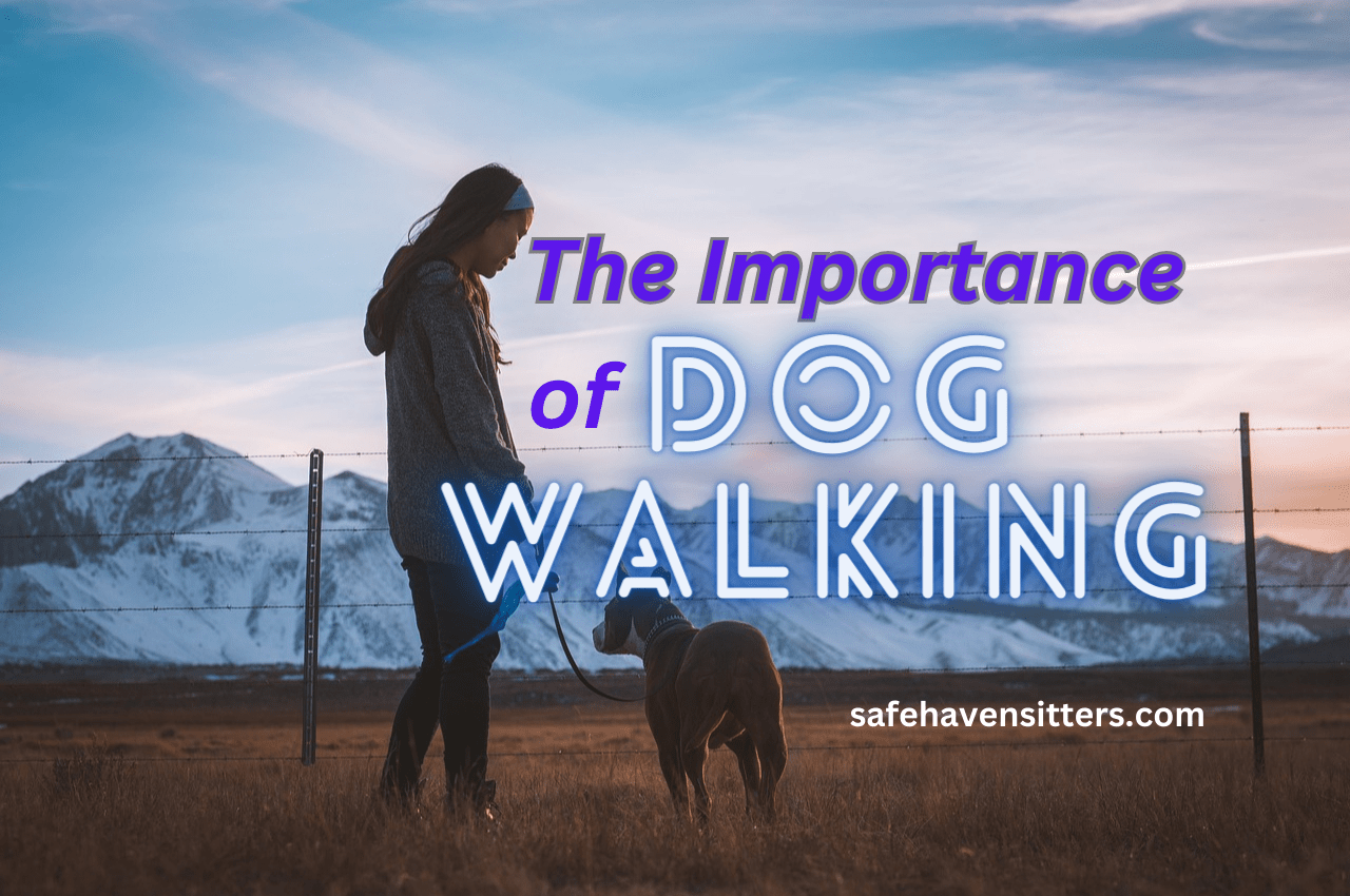 The Importance of Regular Dog Walking-Powerful Benefits