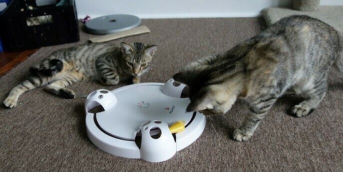 Cats, interactive toys