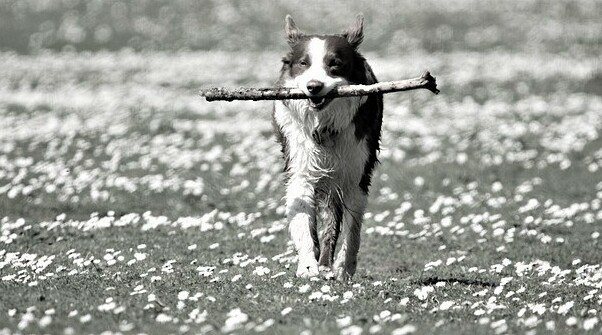 Dog, stick, exercise, running in water