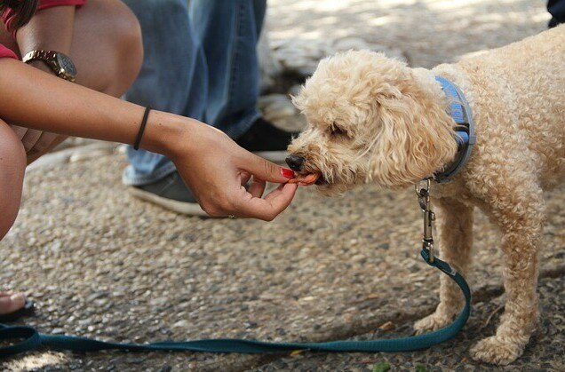 dog, treats, pets separation anxiety