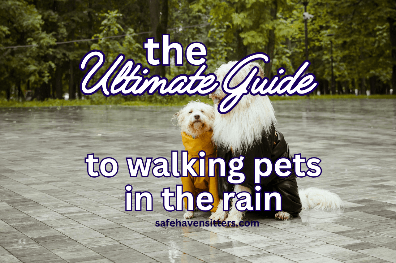 The Ultimate Guide to Walking Pets in the Rain