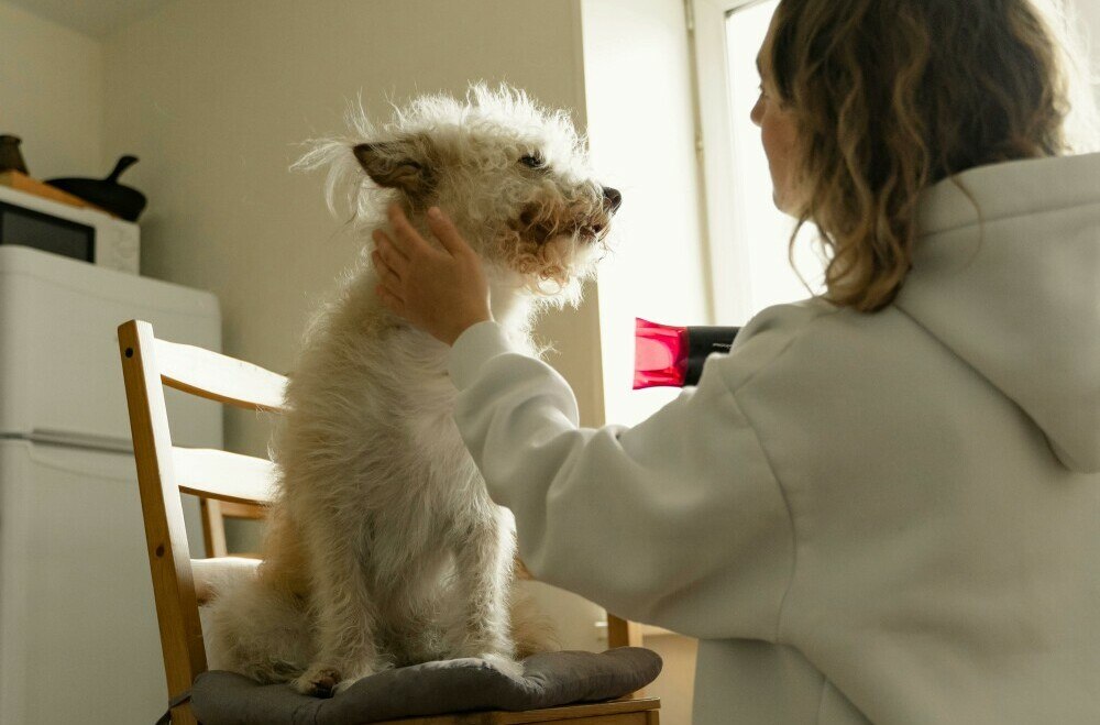 Drying a dog, hair dryer, walking pets