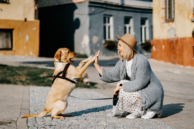 High 5, woman and dog bonding, pet discipline and punishment