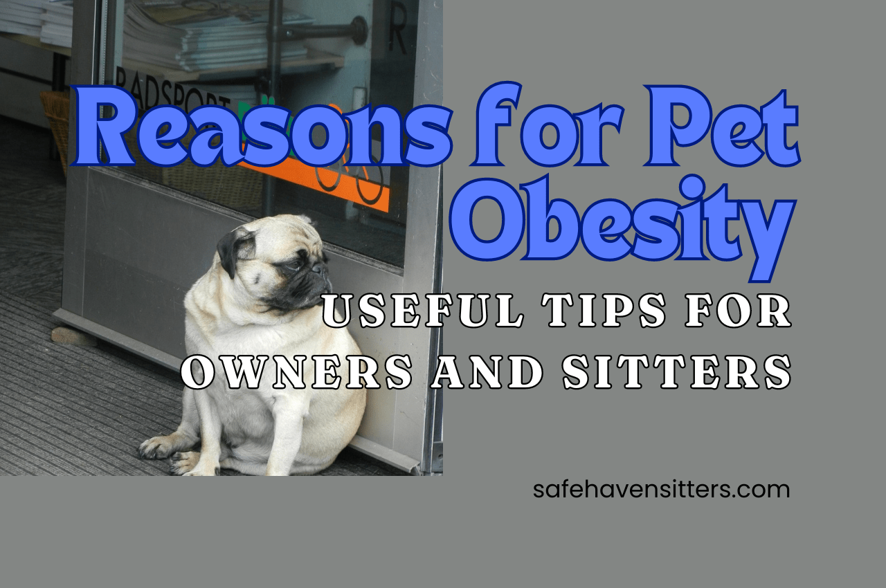 Reasons For Pet Obesity: Useful Tips For Owners And Sitters