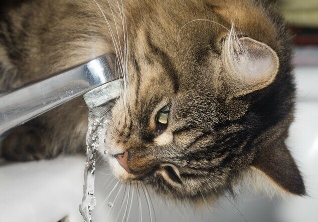 cat, drinking water, kidney infections in cats