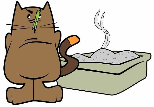 cat, litter box, kidney infections in cats