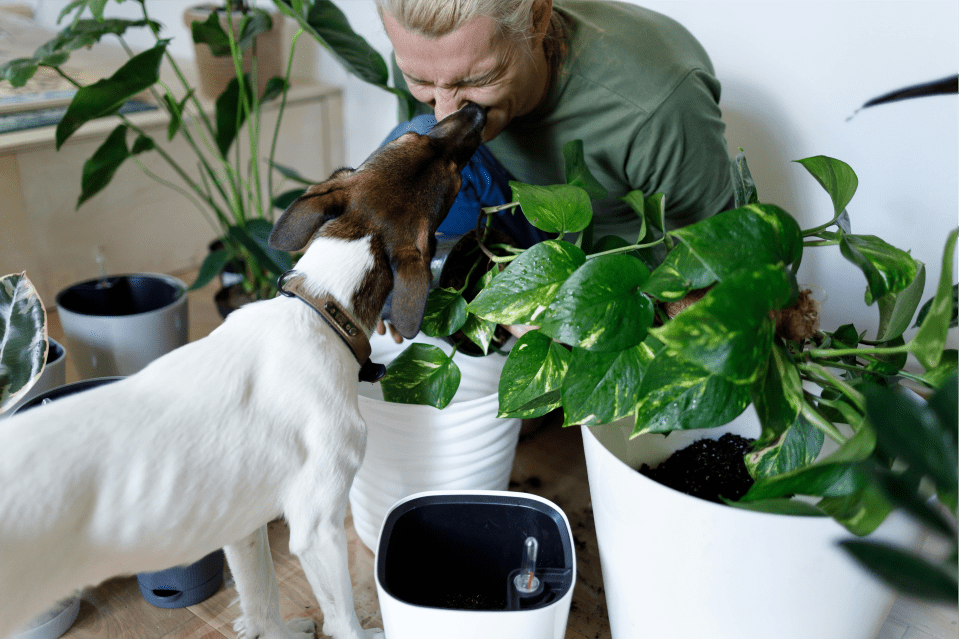 man, dog, plants, free house sitter