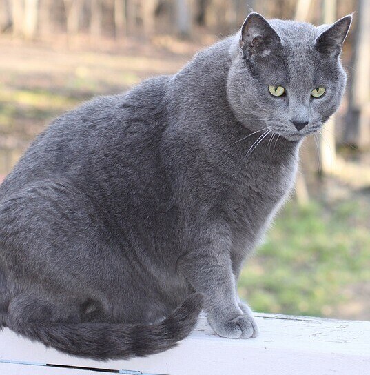 Pet Obesity, Cat, Fat