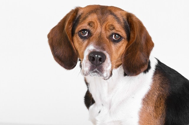 Beagle, smooth coat, grooming dogs